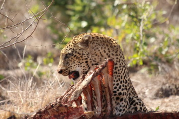 leopard eating a carcass