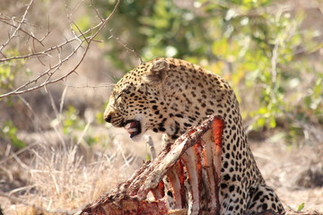 leopard eating a carcass