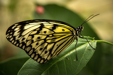 Paper Kite Butterfly on leaf with ´face´
