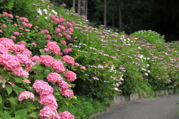 紫陽花　アジサイ　あじさい