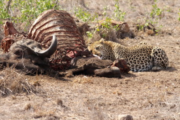 leopard eating a carcass