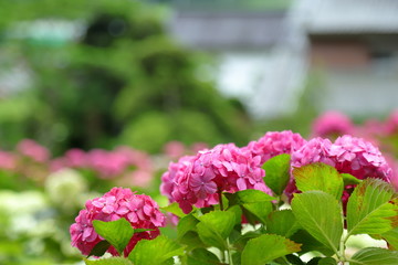 Fototapeta premium 紫陽花 アジサイ あじさい