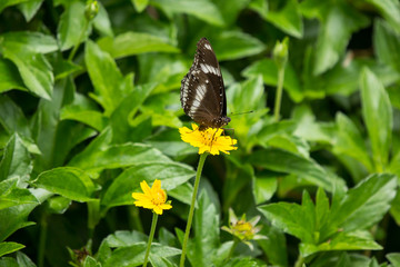 butterfly insect and Yellow Singapore daisy flower