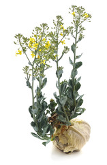 The old cabbage that sprouted.