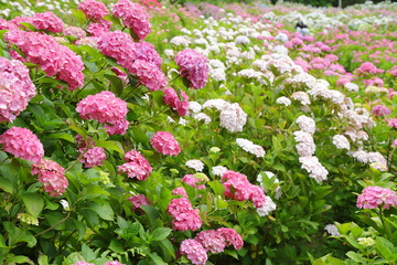 紫陽花　アジサイ　あじさい