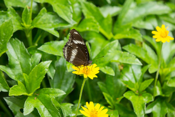 Fototapeta na wymiar butterfly insect and Yellow Singapore daisy flower