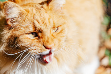 Ginger cat with open mouth closeup portrait with shallow depth of field