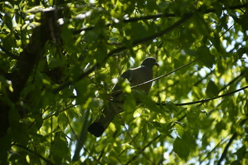 pigeon en attente