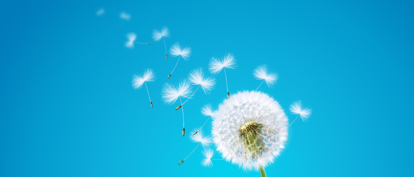 Fototapeta Schöne Pusteblume