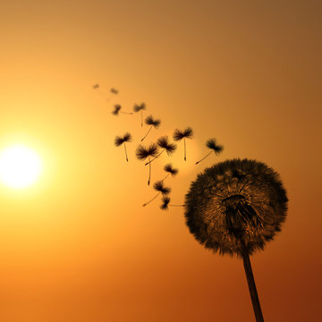 Fototapeta Schöne Pusteblume beim Sonnenuntergang