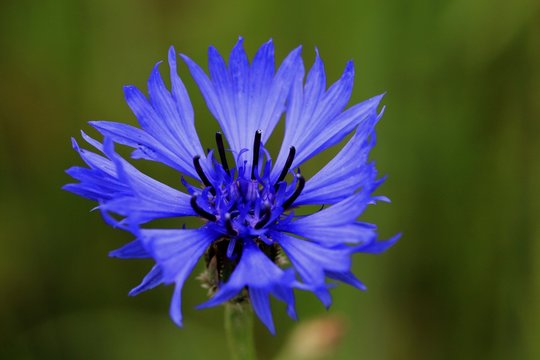 bleuet - centaur&eacute;e