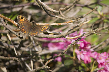 Awesome isolated butterfly on flower in my garden