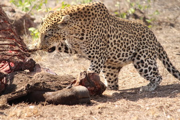 Obraz premium leopard eating a carcass