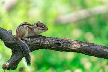 Obraz premium りす物語