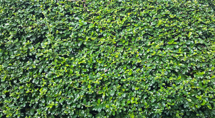 Green leaves for the natural background