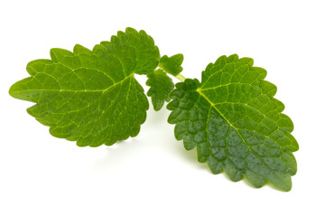 Mint leaf close up on a white background.