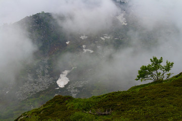 lonely tree on misty mountain