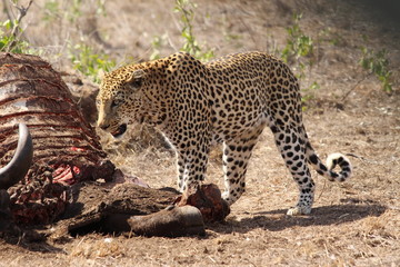 Leopard eating a buffalo
