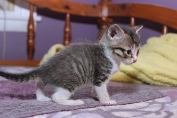 BROWN AND WHITE ABBY KITTEN