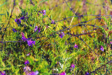 Beautiful wildflowers grow among old and rusty barbed wire