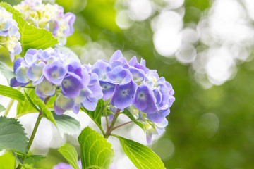 Hydrangea of Asukayama Park in Kita Ward, Tokyo, Japan / Asukayama park is a public park in Kita Ward, Tokyo, Japan