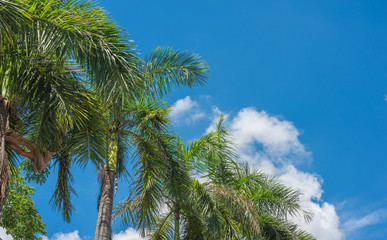 Obraz na płótnie Canvas palm trees in blue sky