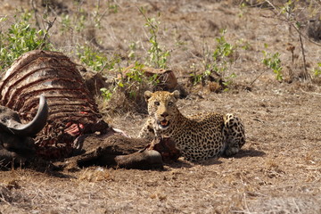 Leopard eating a buffalo