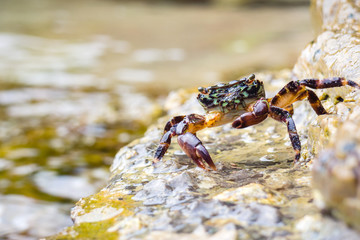 Crab on the stone near the sea at the sunny summer day, close-up view