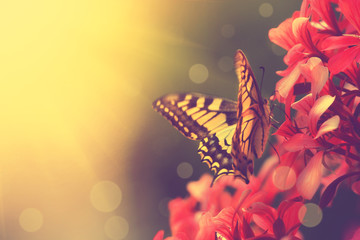 Wunderschöner Schmetterling