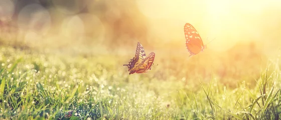 Fototapete Sommer Wunderschöne Schmetterlinge