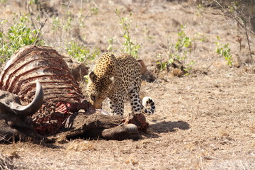 leopard eating a carcass