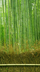 Green bamboo plant forest in Japan zen garden