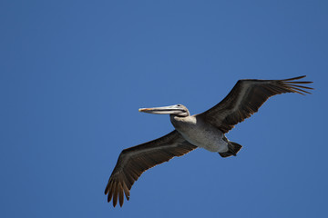 Pelican in the sky