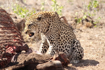 Leopard eating a buffalo