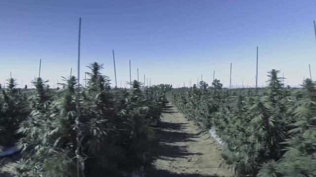 Legal Outdoor Marijuana Colorado