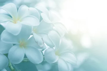Poster Im Rahmen Blühen Sie morgens Plumeria-Blumen © anurak