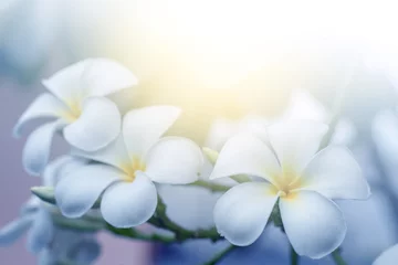 Foto auf Acrylglas Bloom plumeria flowers in the morning © anurak