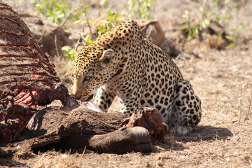 Leopard eating a buffalo