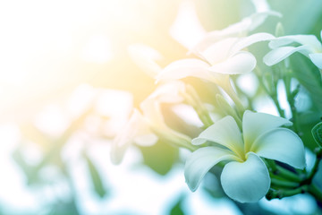 Bloom plumeria flowers in the morning