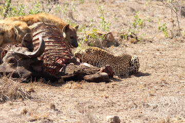 Hyenas and leopard eating a buffalo
