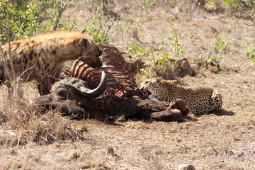 Hyenas and leopard eating a buffalo