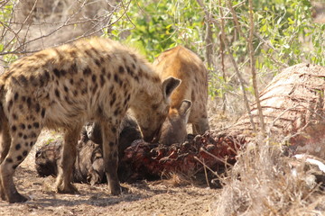 Hyenas eating a buffalo