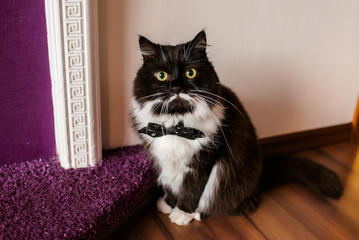 Black cat with a white chest in a tie.