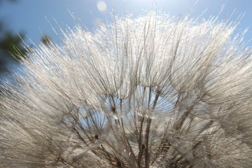 Dandelion