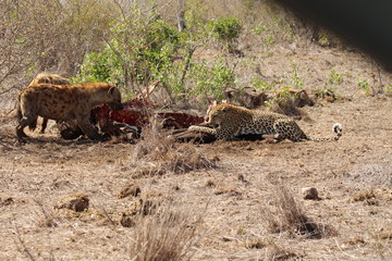 Hyenas and leopard eating a buffalo