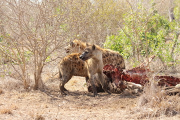 Hyenas eating a buffalo