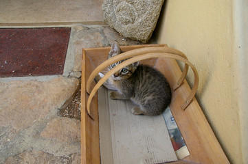 子猫2