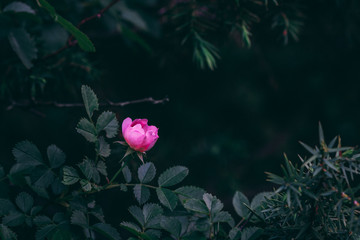 Rose flower in dark forest