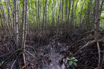 Pattern of mangrove tree forest
