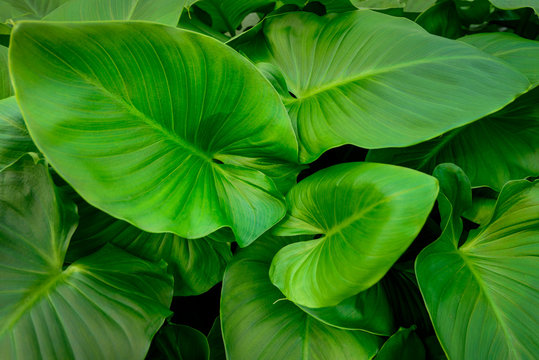 leaves Syngonium podophyllum or Tricolor Nephthytis also known as Elephant's ears.